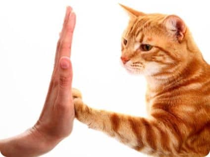 Un chat touchant avec sa patte la paude d'une main humaine