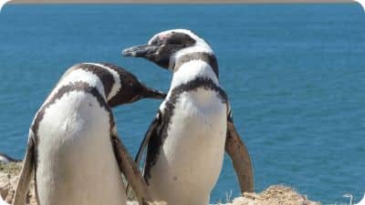 Couple de pingouins amoureux