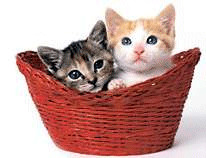 Deux chats dans panier