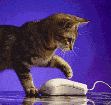 Image animée d'un chat taquinant une souris informatique (avec fil) avec sa patte