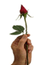 Image animée d'une main portant une fleur qui s'agite