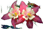Image animée d'une abeille tournant autour d'une fleur