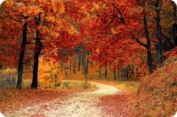 Image d'un coin du bois en automne